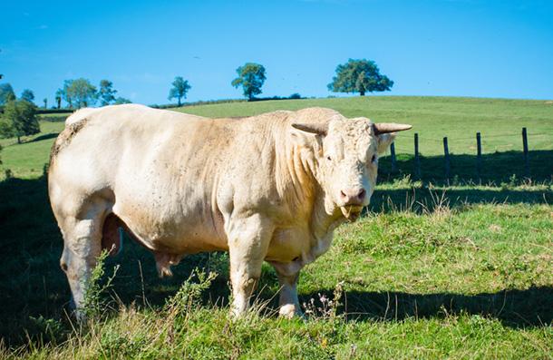 Gold Besi Yemi, çavaş yem