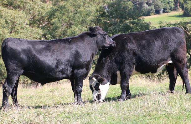 Besi Bitirme Yemi, çavaş yem
