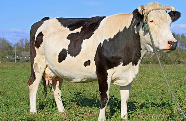 Lüks Süt 18 Yemi, çavaş yem