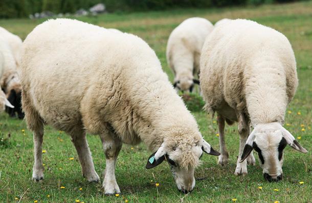 Taneli Toklu Besi Yemi, çavaş yem