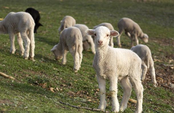 Kuzu Başlangıç Yemi, çavaş yem