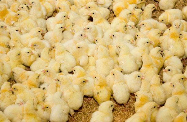 Etlik Civciv Yemi, çavaş yem