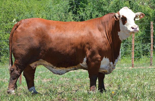 Verim Besi Yemi, çavaş yem