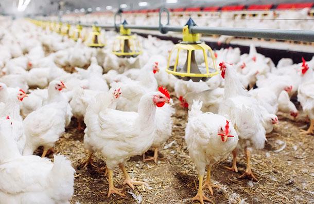 Etlik Piliç Yemi, çavaş yem