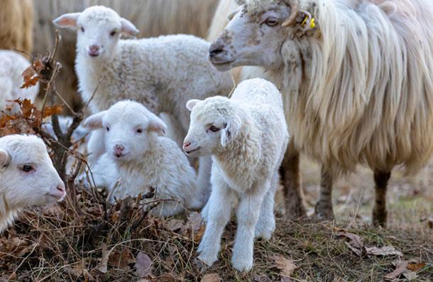 Kuzu Büyütme Yemi, çavaş yem