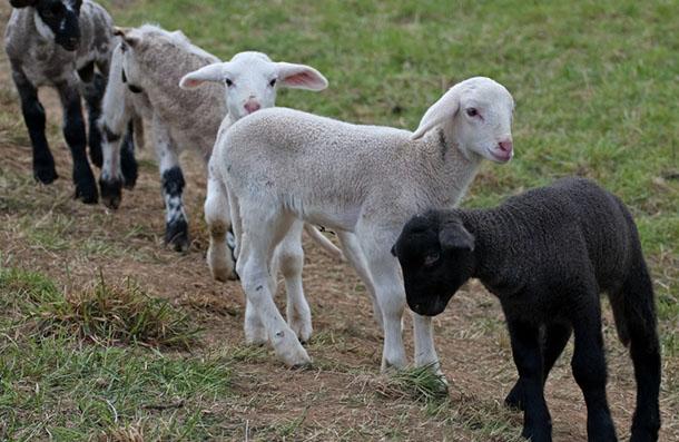 Gold Kuzu Büyütme Yemi, çavaş yem