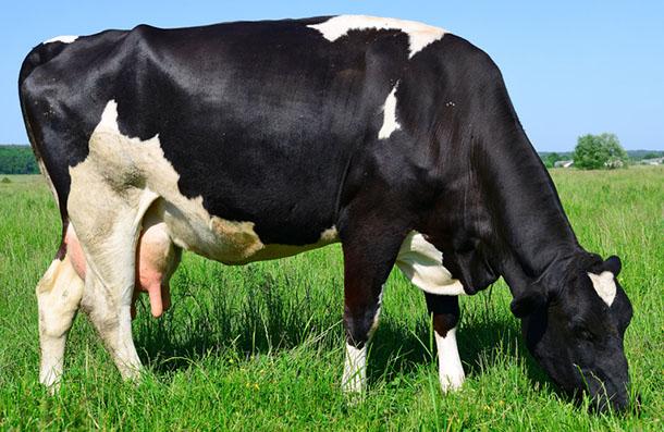 Çiftlik Süt 19 Yemi, çavaş yem