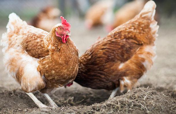 Gezen Tavuk Yumurta Yemi, çavaş yem