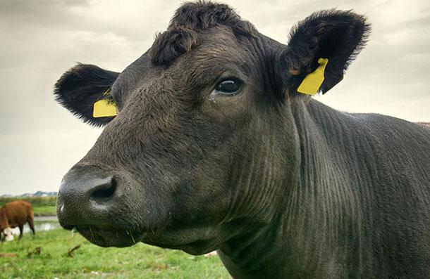 Konsantre Besi Yemi, çavaş yem