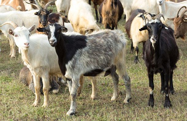 Keçi Süt Yemi, çavaş yem