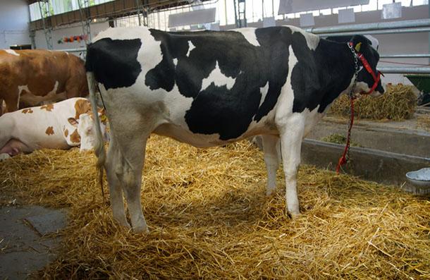 Kuru Dönem Yemi, çavaş yem