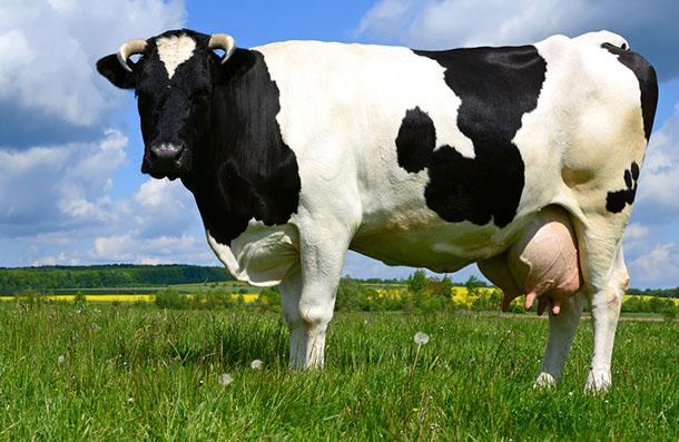 Verim Süt 21 Yemi, çavaş yem